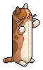Long Orange Cat