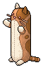 Long Orange Cat