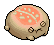 Coral Desert Rain Frog