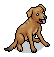Caramelo Dog