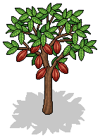 Cocoa Tree