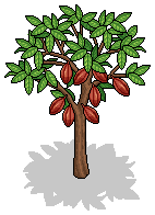 Cocoa Tree