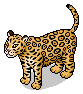 Wild Jaguar