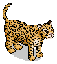 Wild Jaguar
