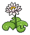 Lily Plant