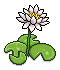 Lily Plant