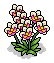 Orchid Plant