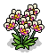 Orchid Plant