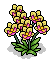 Yellow Orchids