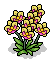Yellow Orchids