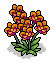 Orange Orchids