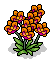 Orange Orchids