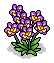 Purple Orchids