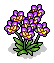 Purple Orchids