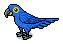 Blue Macaw