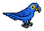 Blue Macaw