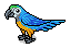 Gold Macaw