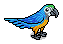 Gold Macaw