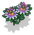 Passion Flower Plant