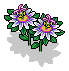 Passion Flower Plant