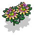 Yellow Passion Flower