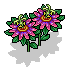 Pink Passion Flower