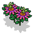 Pink Passion Flower