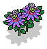 Purple Passion Flower