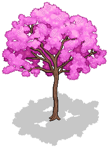 Lapacho Tree