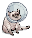 Cone Cat Carter