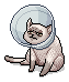 Cone Cat Carter