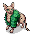 Fashionable Sphynx Fifi