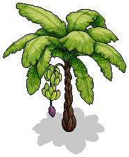 Banana Tree