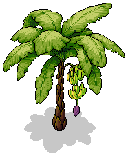 Banana Tree