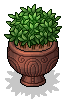 Ornamental Plant