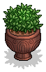 Ornamental Plant