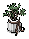Cottage Mantlepiece Plant