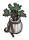 Cottage Mantlepiece Plant