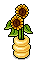 Windowsill Sunflowers