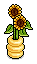 Windowsill Sunflowers