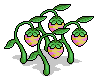 Earth Fruit