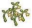 Light Seeds