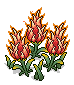 Dazzling Fire Fruit