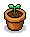 Pelargonium Plant