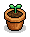 Pelargonium Plant