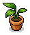 Strelitzia Plant