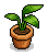 Strelitzia Plant