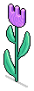HC Tulip Decor