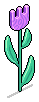 HC Tulip Decor