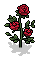 Garden Roses